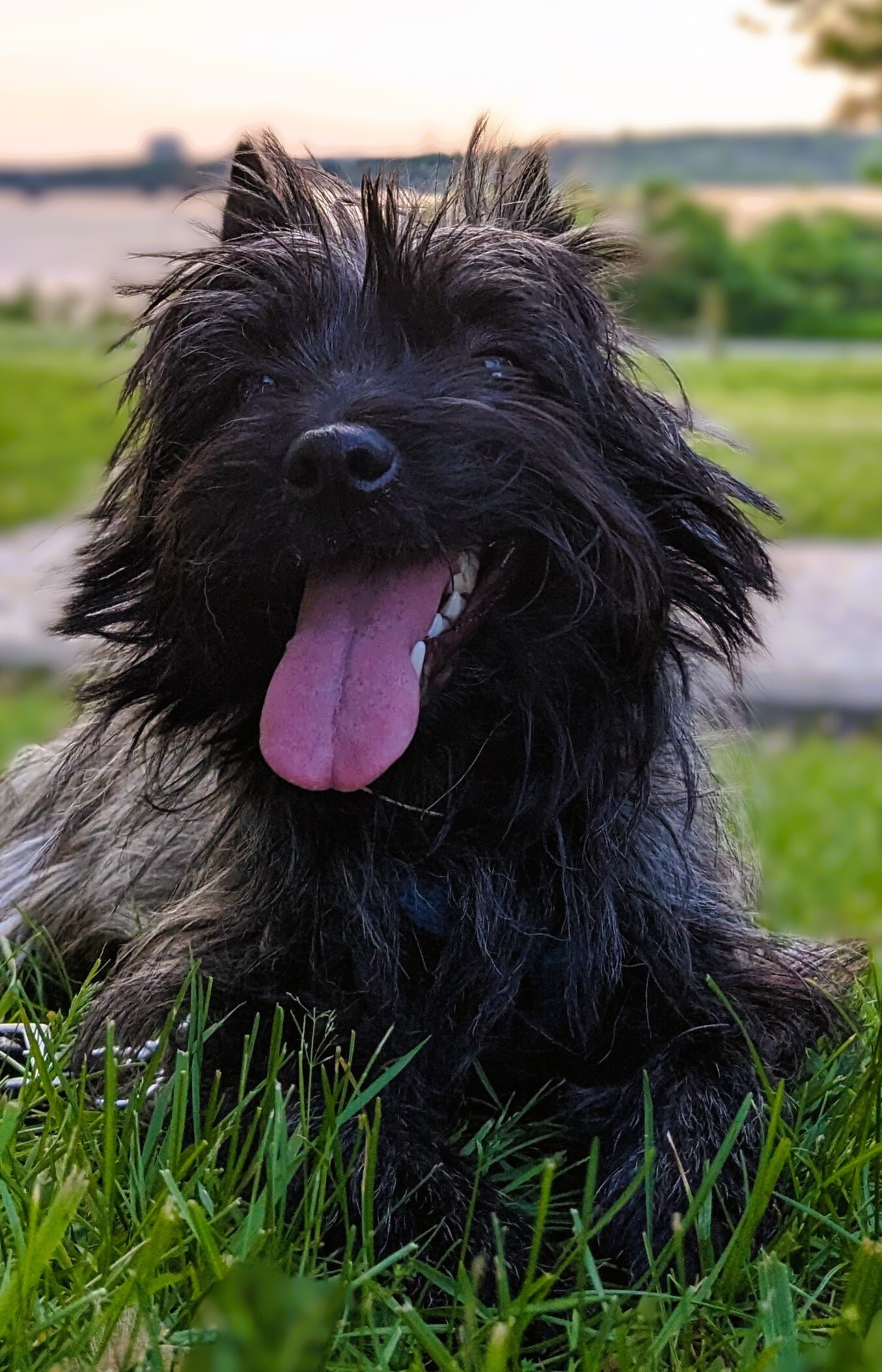 Koda qui regarde la caméra